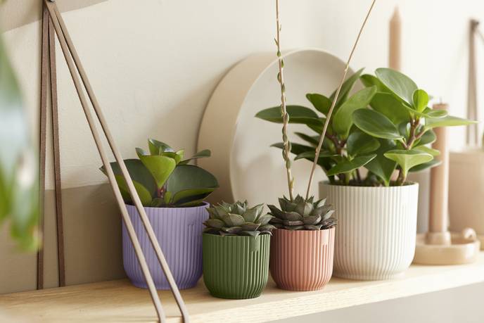 vibes fold round mini 9cm verde felce